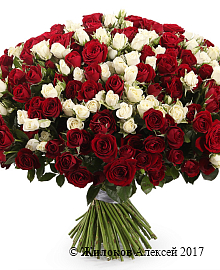 ����� 101 �������� ����, ������-����� ����