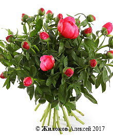 ����� �� ������ ������� �����