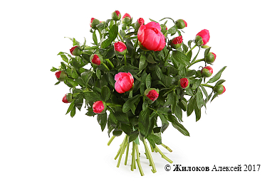 ����� �� ������ ������� �����