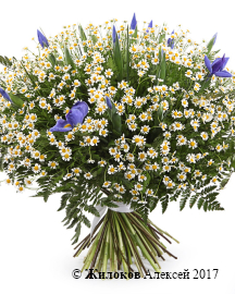 ����� � ��������� �������� �����