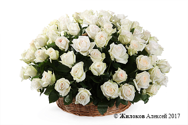 ����� 101 ���� ���� �'���� � �������