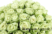 Букет 51 роза Грин Ти