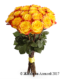 ����� 21 ���� ����� ������