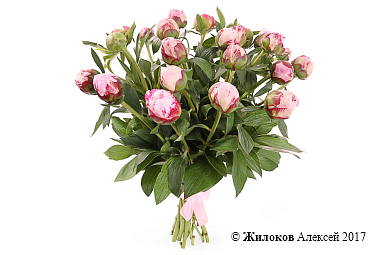 ����� �� ������ ������� �������