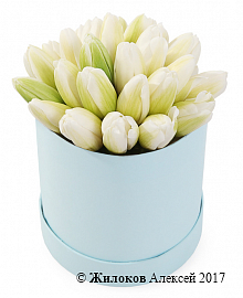 Букет 25 королевских тюльпанов в голубой шляпной коробке, белые