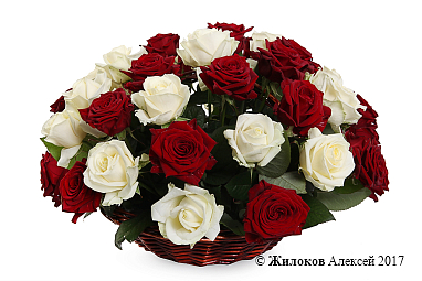 ����� 51 ���� ���� � �������