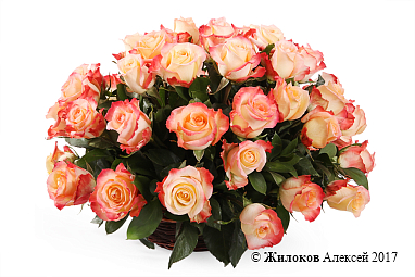 ����� 51 ���� ������ � �������