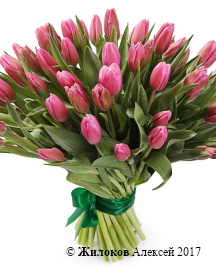 ����� 51 �������, �������