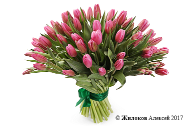 ����� 51 �������, �������