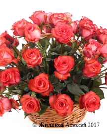 ����� 51 ���� ������ � �������