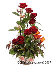 ����� �������� ����