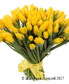 ����� 101 ����������� �������, ������