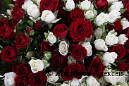 Букет 101 кустовая роза, красно-белый микс