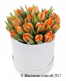 Букет 25 тюльпанов в белой шляпной коробке, оранжевые