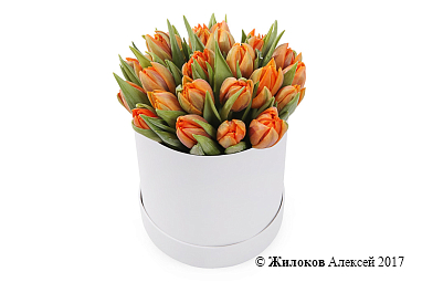 ����� 25 ��������� � ����� ������� �������, ���������