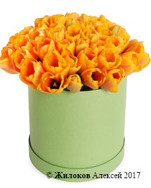 ����� 51 ����������� ������� � ������� �������, �����