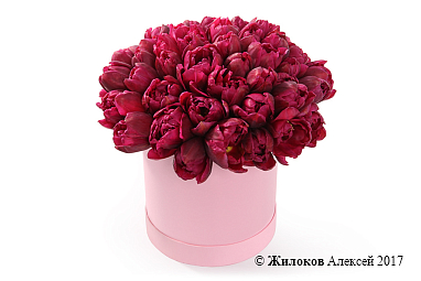 ����� 51 ����������� ������� � ������� �������, ���������