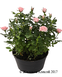 �������� ���� � ������ (�������)