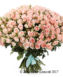 ����� 101 �������� ���� ���� ����