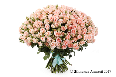 ����� 101 �������� ���� ���� ����