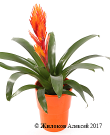 �������� � �����