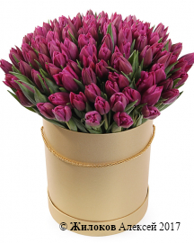 Букет 101 королевский тюльпан в коричневой шляпной коробке, пурпурные