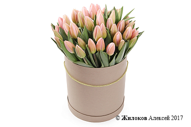 ����� 51 ������� � ���������� ������� �������, ���������