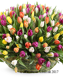 ����� ������ ��� ������ (301 �������)