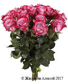 ����� 19 ��� ��� �����