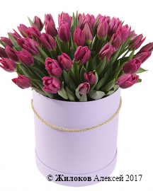 Букет 51 королевский тюльпан в лиловой шляпной коробке, пурпурные