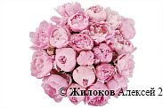 Букет из пионов 25 комплиментов
