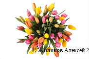 Букет 51 тюльпан, солнечный микс