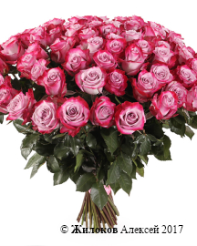 ����� 71 ���� ��� �����