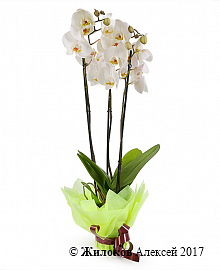Орхидея Фаленопсис белая (3 ствола)