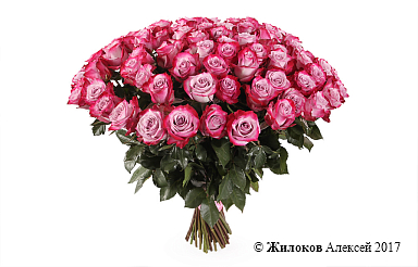 ����� 71 ���� ��� �����