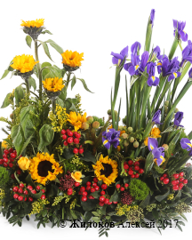 ����� �������� �����