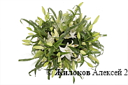 Букет с лилиями Беатриче