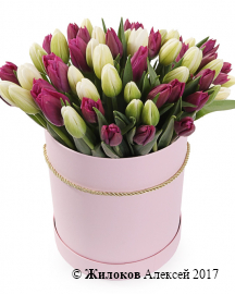 Букет 51 королевский тюльпан в розовой шляпной коробке, бело-пурпурный микс