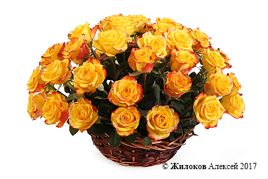 ����� 51 ���� ��� ����� � �������