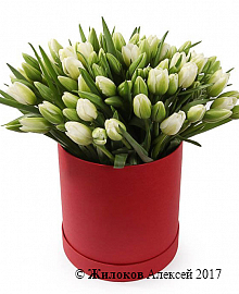 Букет 101 тюльпан в шляпной коробке, белые
