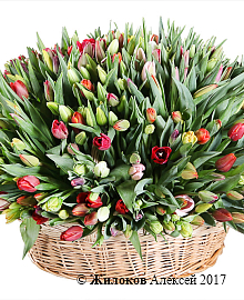 ���������� �������� �������������� (501 �������)