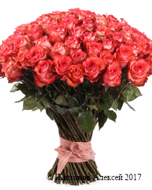 ����� 101 ���� ������, ����������