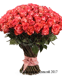 ����� 101 ���� ������, ����������