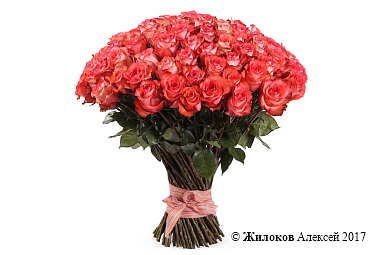 ����� 101 ���� ������, ����������