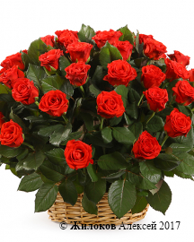 Букет 51 роза в корзине, 50 см