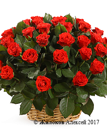 ����� 51 ���� � �������, 50 ��