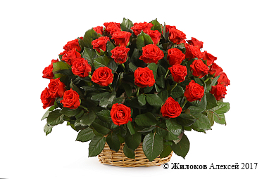 ����� 51 ���� � �������, 50 ��