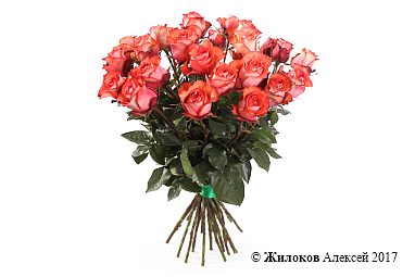 ����� 25 ��� ������, ����������