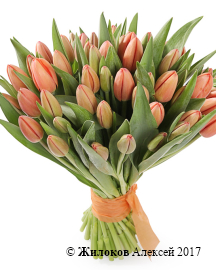 ����� 51 ����������� �������, ����������