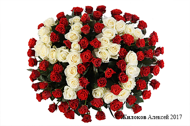 ����� ���������� ����� �� 101 ���� � �������